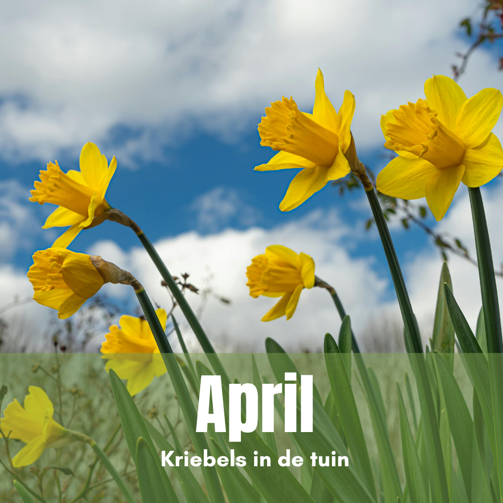 April: kriebels in de tuin